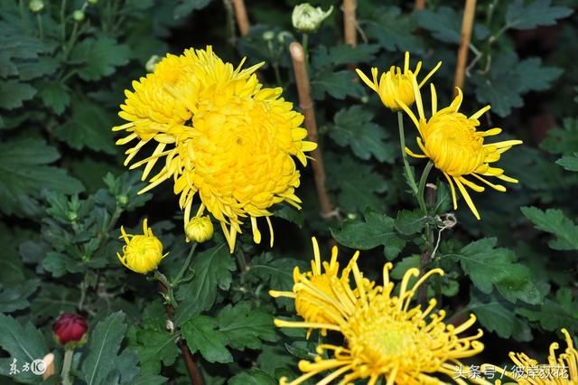 ‘火狐电竞平台’黑暗料理王皮开肉绽皇冠配方 皮开肉绽怎么做攻略(图2) 火狐电竞平台