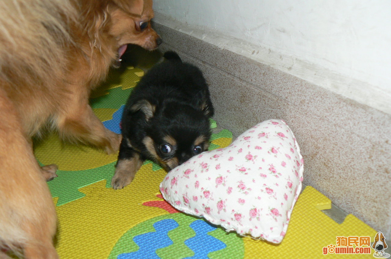 ‘火狐电竞’广西举办莫振高先进事迹报告会 致敬“校长爸爸”(图1) 火狐电竞平台