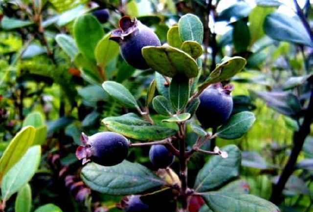 oner成员卜凡名字怎么念 卜凡读bu还是bo还是pu|火狐电竞平台(图3) 火狐电竞