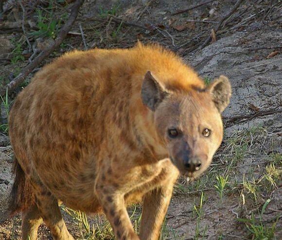 【火狐电竞官网】青云志手游小灰怎么样 红色伙伴小灰属性解析(图3) 火狐电竞官网