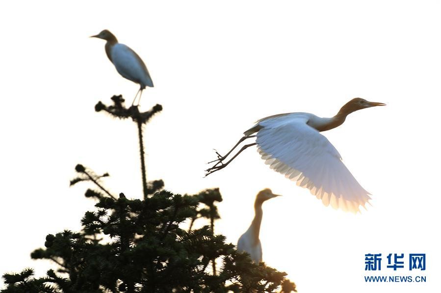 猫和老鼠手游恶魔泰菲怎么样 恶魔泰菲属性图文详解‘火狐电竞’(图1) 火狐电竞