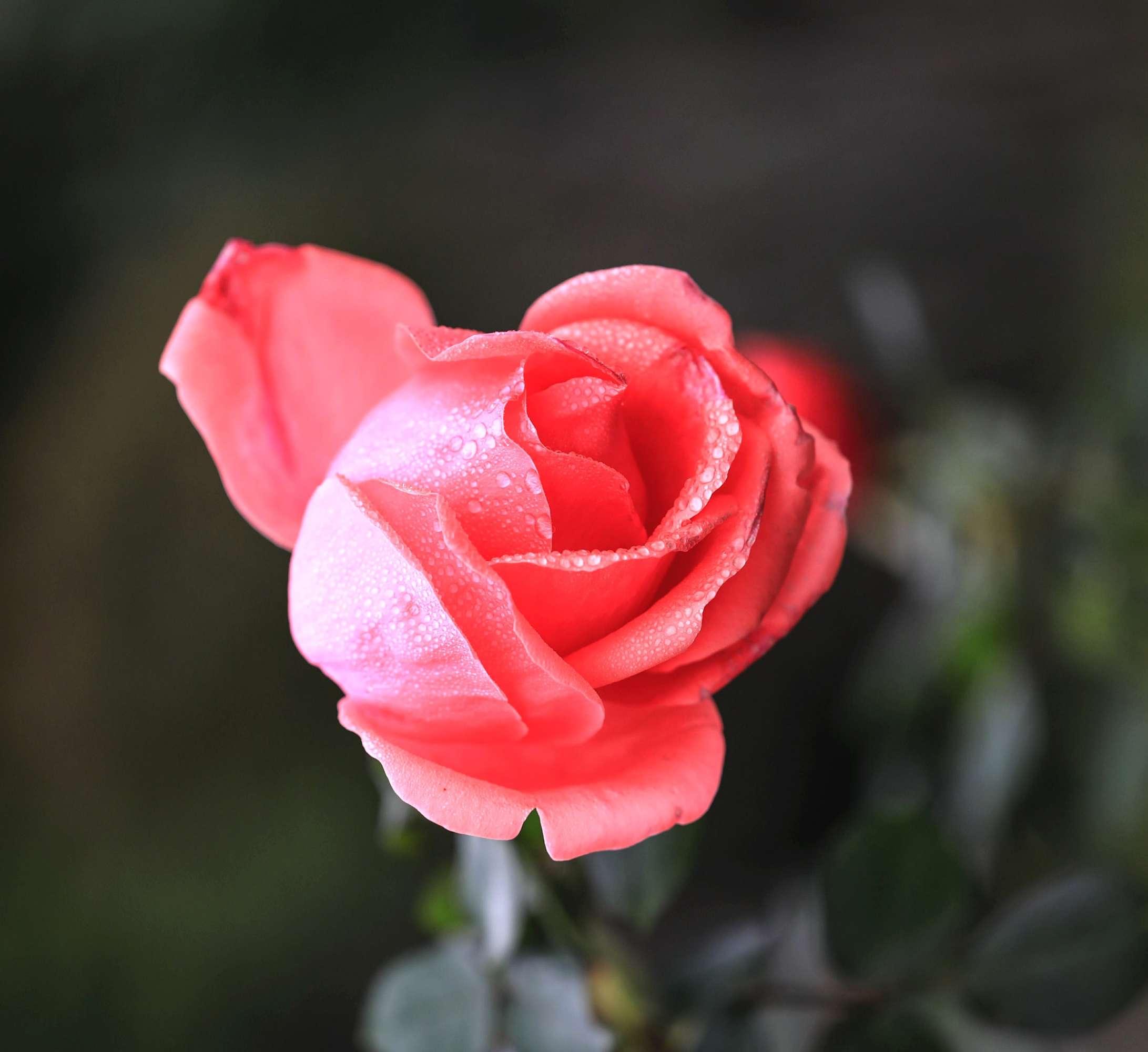 春晚节目单quot;被偷拍quot; 索南扎西进歌舞组合|火狐电竞(图4) 火狐电竞官网