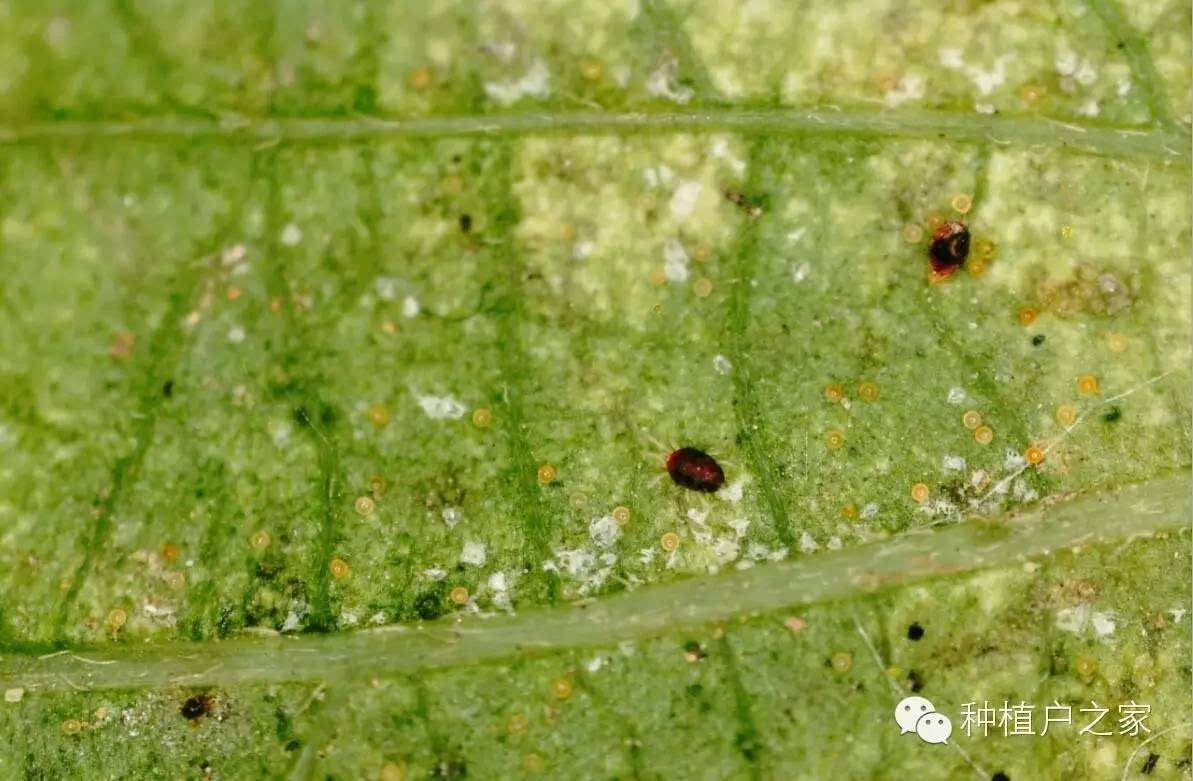 火狐电竞平台_新加坡青春美少女组合by2情定喜得龙(图1) 火狐电竞官网